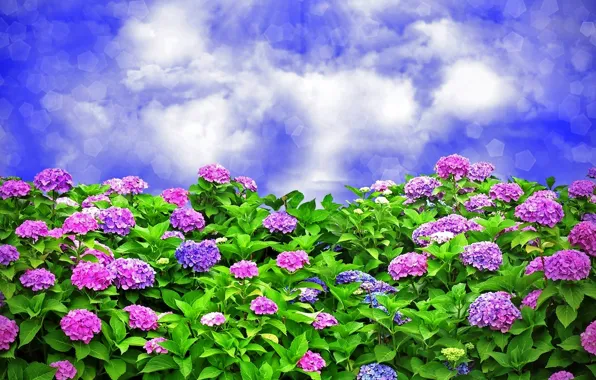 Picture sky, Colorful, flowers, clouds