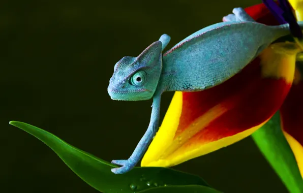 Picture flower, blue, yellow, red, green, chameleon, crawling