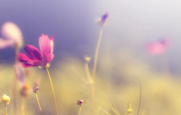 Picture field, flower, the sky, grass, color, the sun, macro, light, bright, heat, pink, glade, tenderness, …