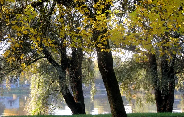 Picture trees, lake, Autumn, trees, water, autumn, September, fall