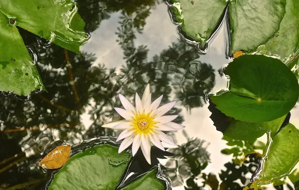 Picture leaves, water, Lily