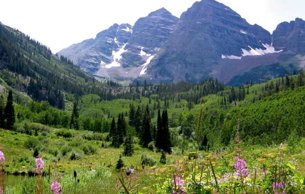 Picture forest, flowers, mountains, Colorado, Colorado, Maroon Bells with wild flowers