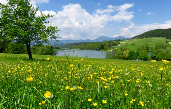 Picture greens, field, forest, summer, grass, flowers, river, tree, slope, meadow, dandelions, Slovenia, buttercups, Mozirje