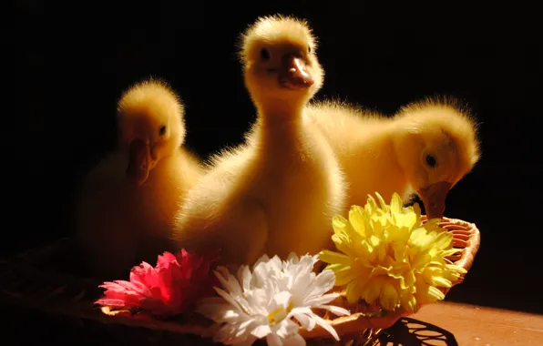 Picture animals, flowers, birds, the goslings