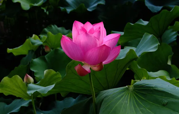 Picture flower, leaves, water, pond, Lotus, Lotus, flower, water, blossom, leaves, pound