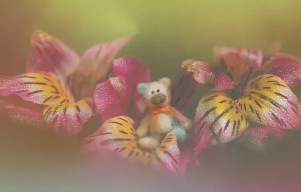 Picture toy, flowers, bokeh, drops, teddy bear, petals