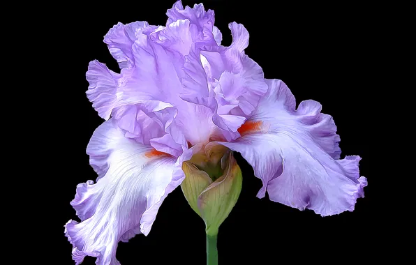 Picture flower, macro, petals, iris