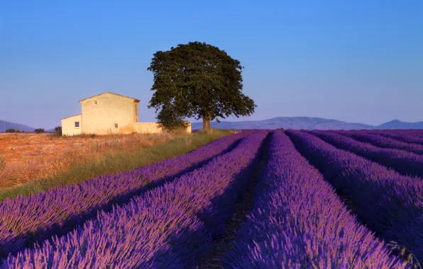 Picture field, the sky, tree, blue, France, house, lavender