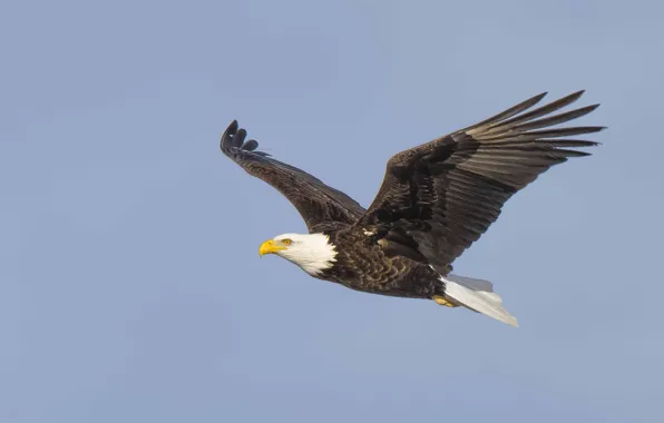 Picture sky, flight, wings, bald eagle