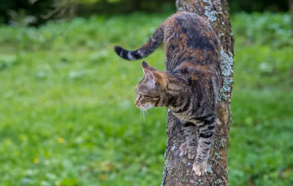 Picture cat, look, background, tree