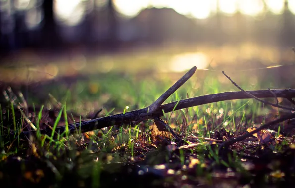 Picture greens, grass, leaves, the sun, tree, web, spring, stick, bokeh