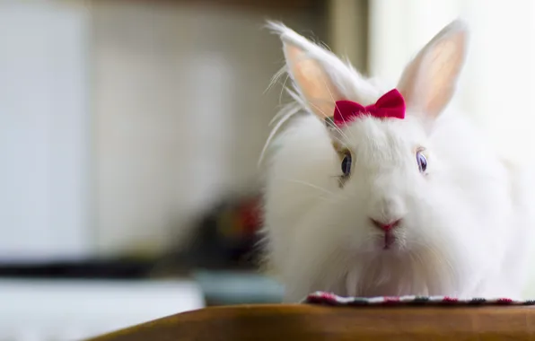 Picture white, fluffy, rabbit, cute, beautiful, bow, rabbit, bunny, Zayats, fluffy