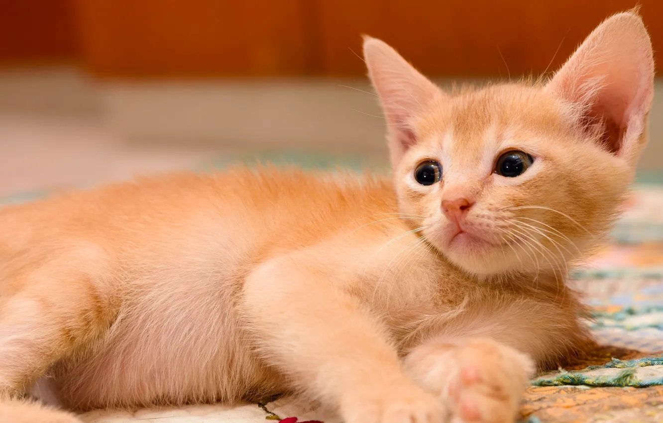 Wallpaper baby, red, kitty, ginger kitten images for desktop, section кошки  - download