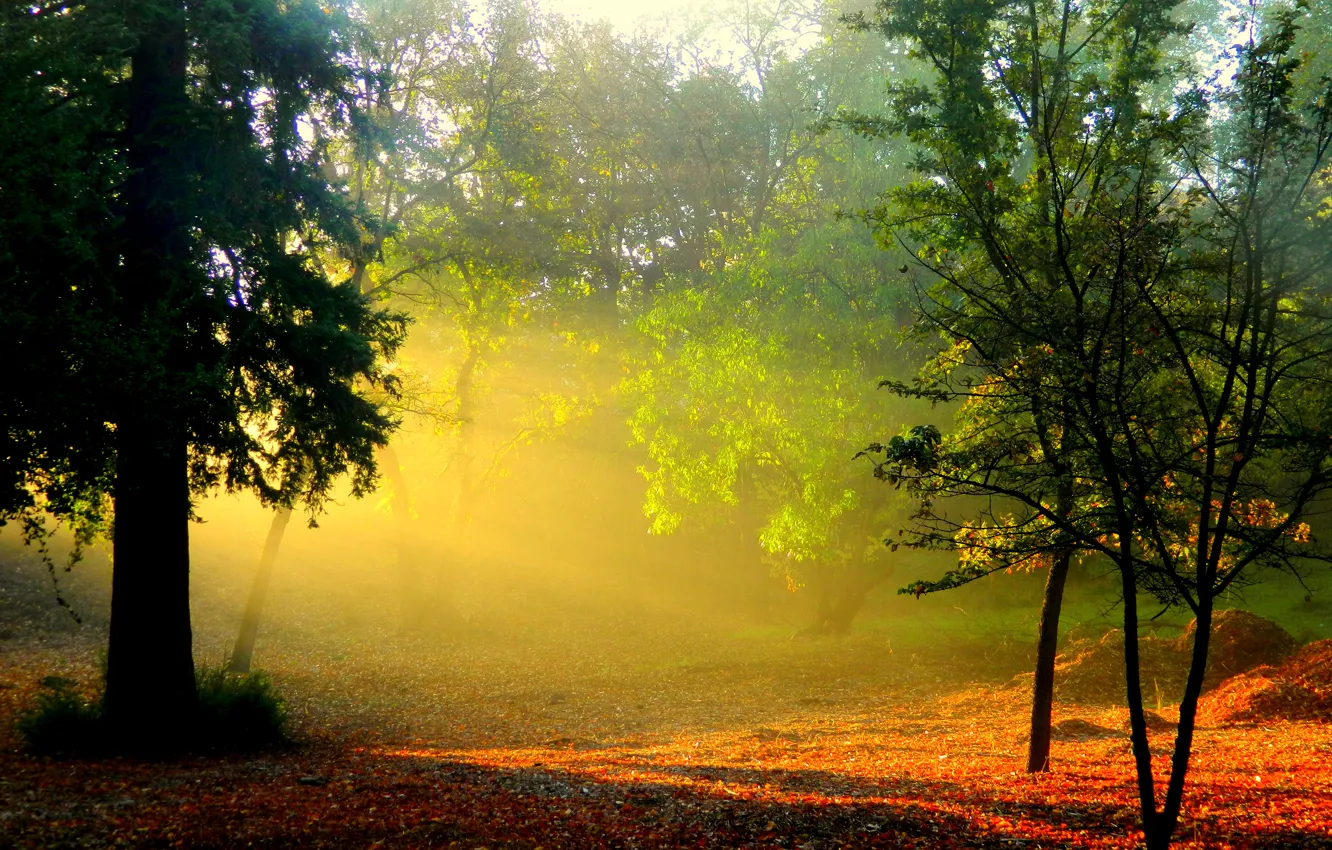 Photo wallpaper forest, the sun, rays, trees, nature, fog, dawn, foliage, morning, haze