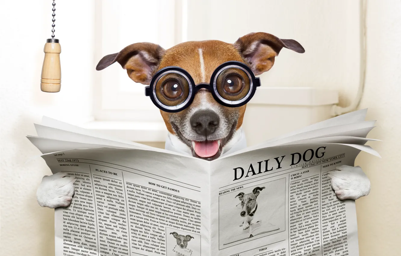 Photo wallpaper face, humor, glasses, newspaper, toilet, sitting, reads, happy, Jack Russell Terrier