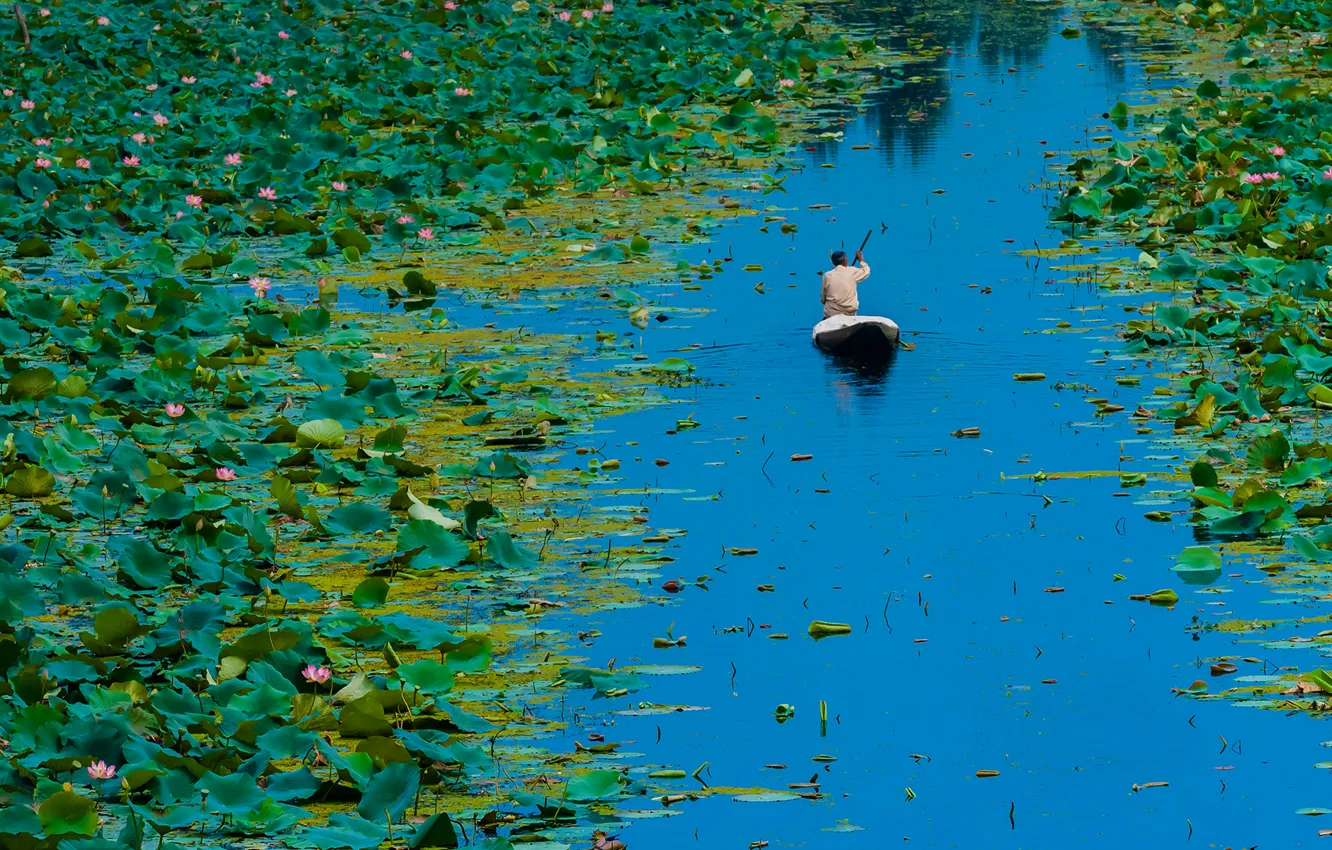 Wallpaper leaves, flowers, boat, India, Lotus, Dal lake, Srinagar, Jammu  and Kashmir images for desktop, section природа - download