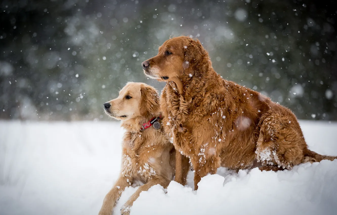 Wallpaper winter, dogs, snow images for desktop, section