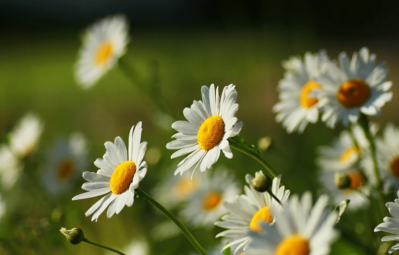 Wallpaper white, flower, flowers, yellow, nature, green, background,  widescreen, Wallpaper, chamomile, Daisy, wallpaper, flowers, widescreen,  flowers, background images for desktop, section цветы - download