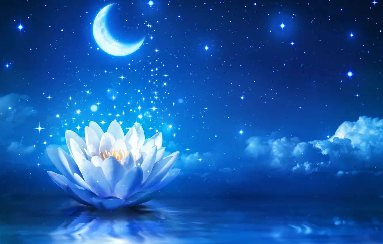 Wallpaper flower, water, lights, Lotus, flower, water, sparkle, bloom, water  lily images for desktop, section природа - download
