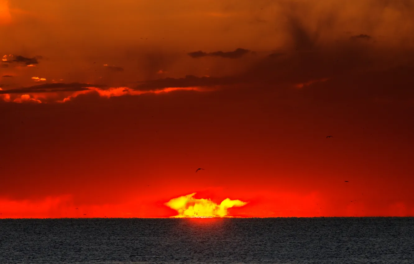 Photo wallpaper sea, the sun, clouds, birds, sunrise, Argentina