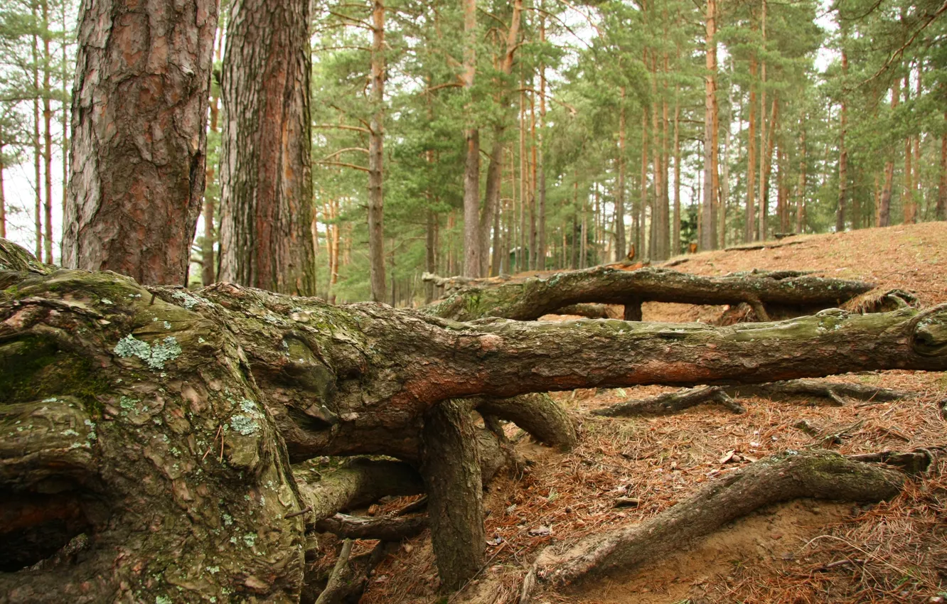 Photo wallpaper forest, landscape, nature, roots, mood, stay, pine, walk