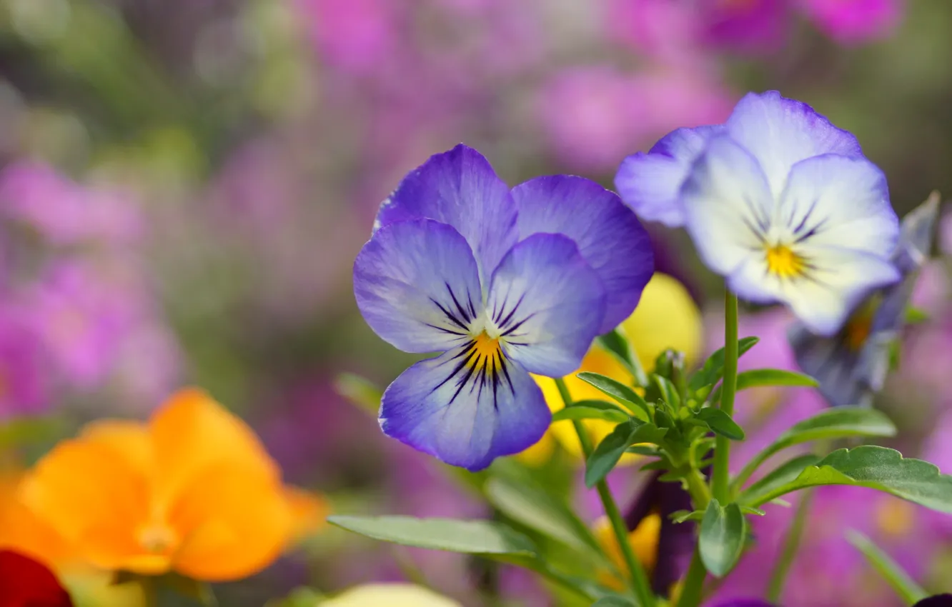 Wallpaper Flowers Blue Pansy Field Viola Images For Desktop Section Cvety Download
