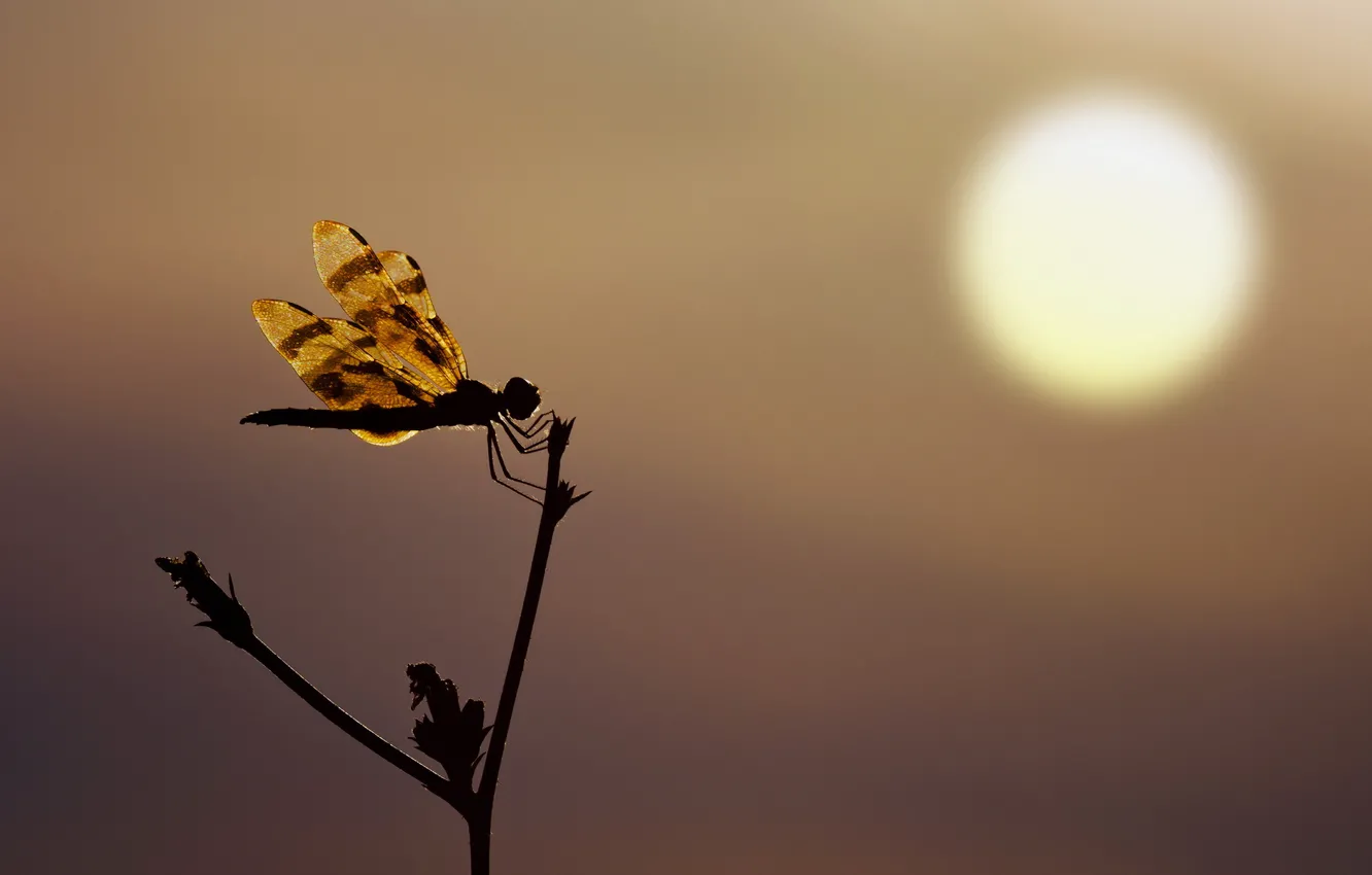 Wallpaper sunset, silhouette, Dragonfly images for desktop, section природа  - download