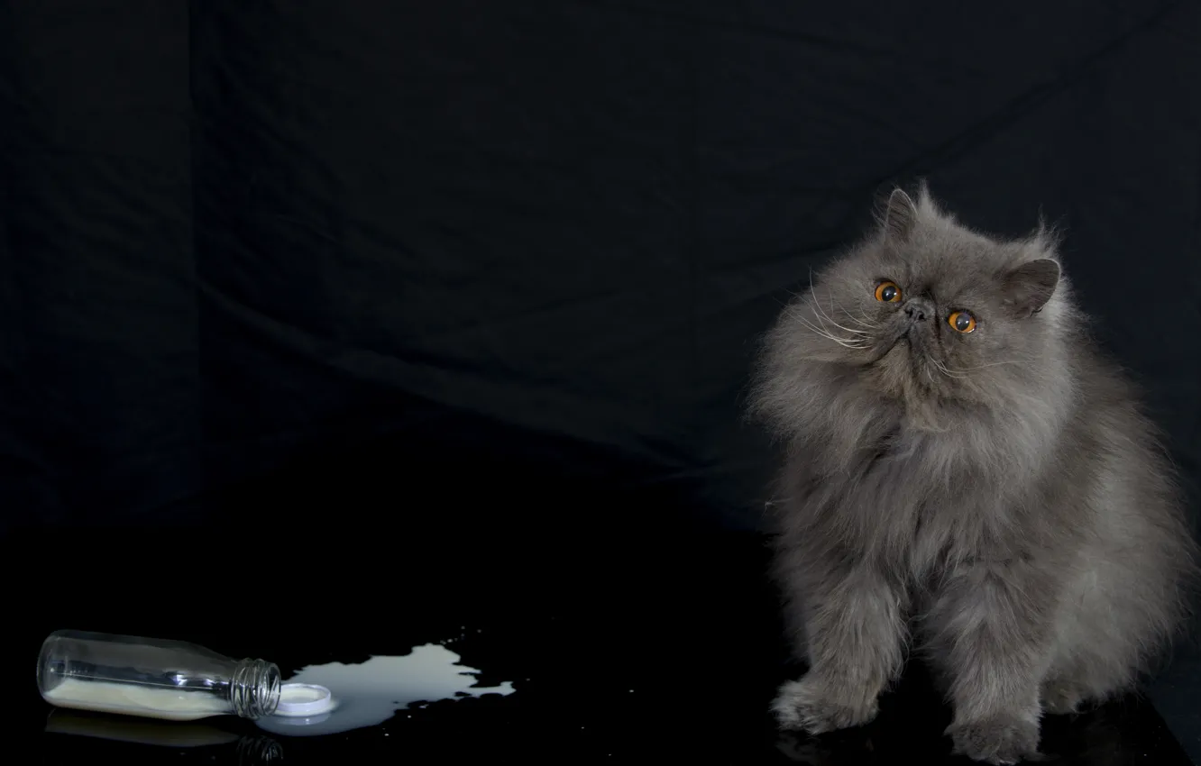 Wallpaper cat, bottle, fluffy, milk, Persian cat images for desktop,  section кошки - download