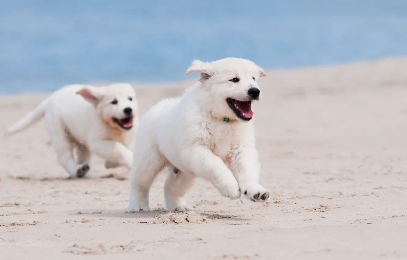 Photo wallpaper sand, dogs, beach, macro, puppies, running