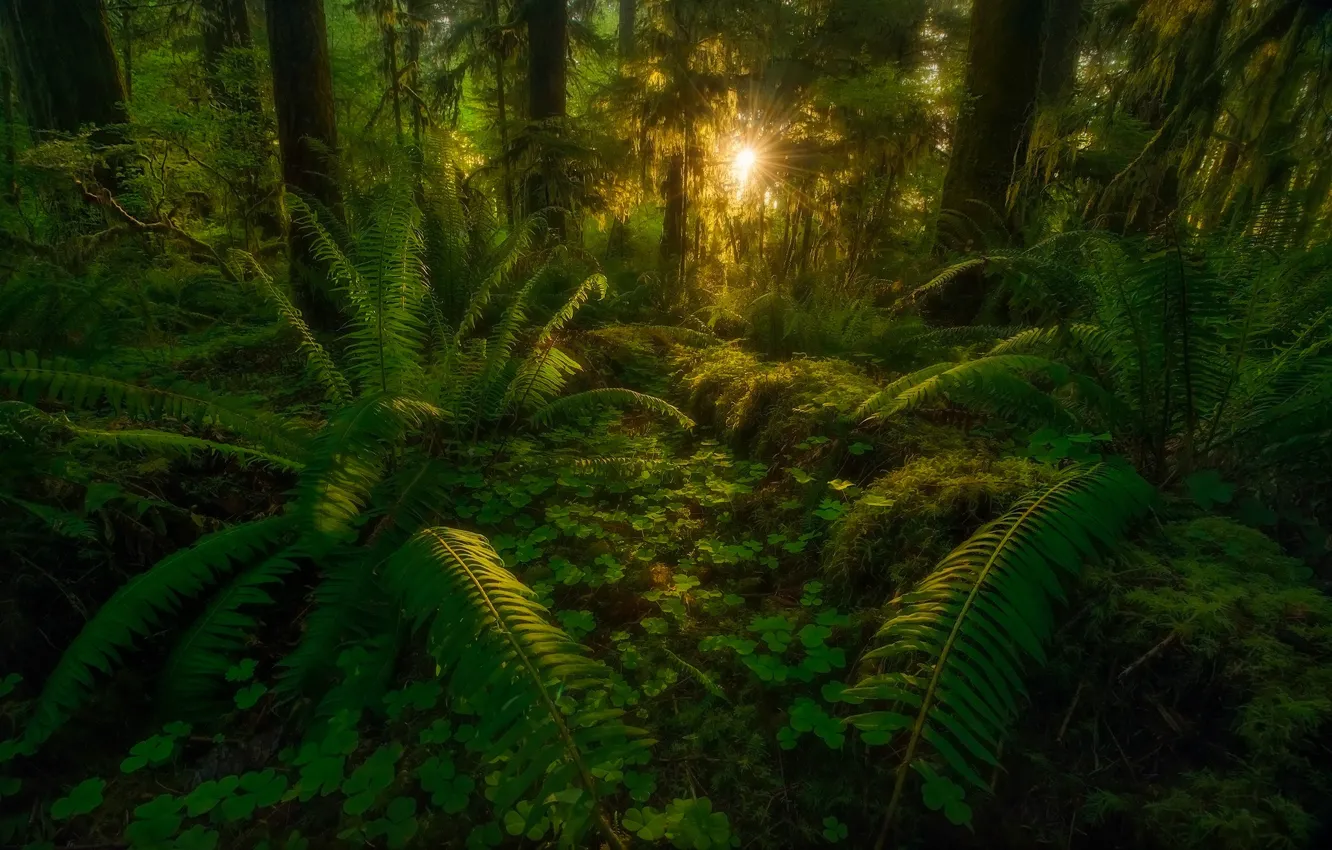 Wallpaper forest, leaves, rays, trees, nature, jungle images for desktop,  section природа - download
