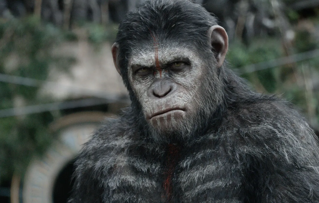 Photo wallpaper monkey, monkey, Caesar, Caesar, chimpanzees, Planet of the apes: the Revolution, Dawn of the Planet …