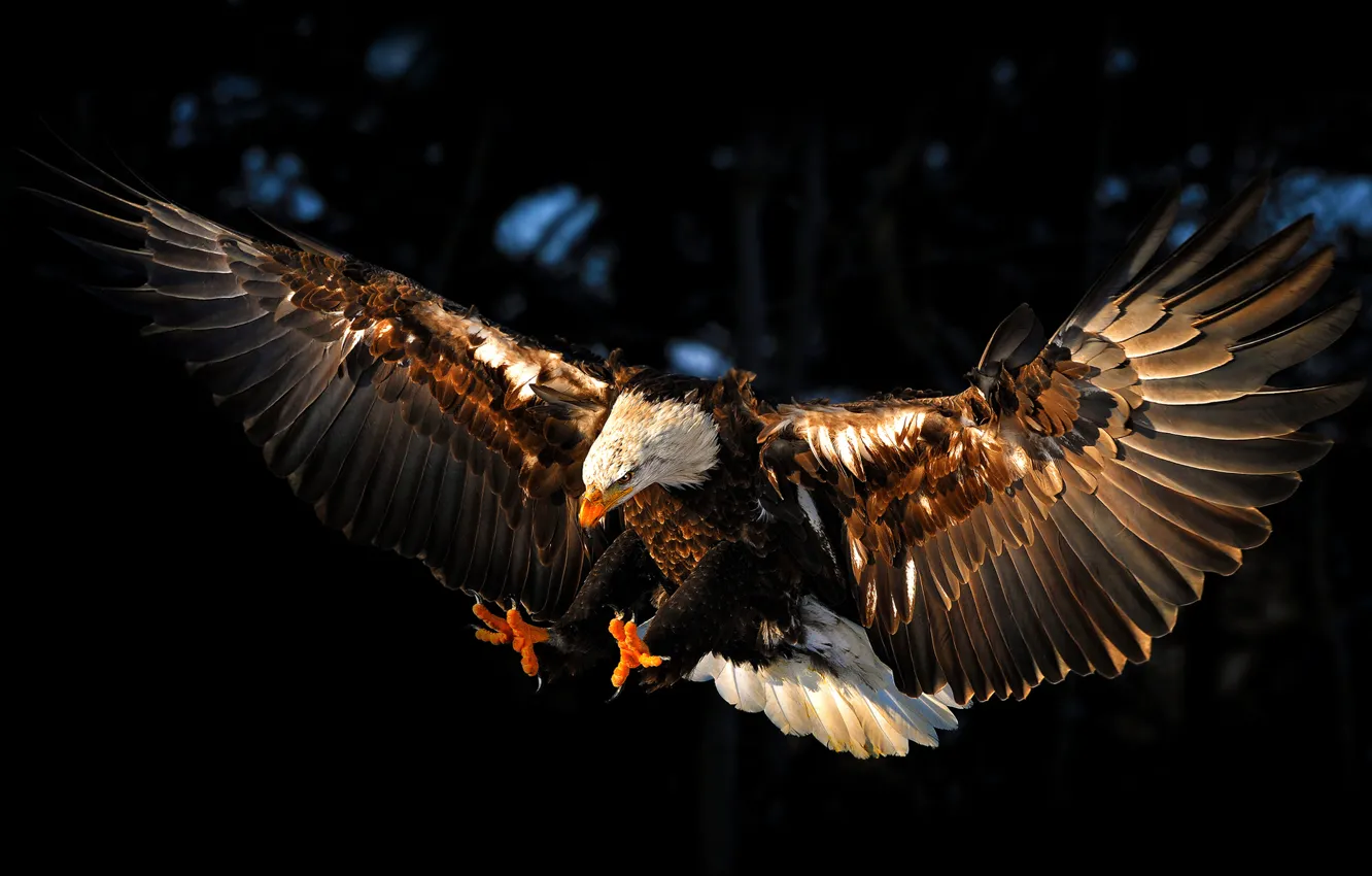 Photo wallpaper bird, eagle, wings, eagle