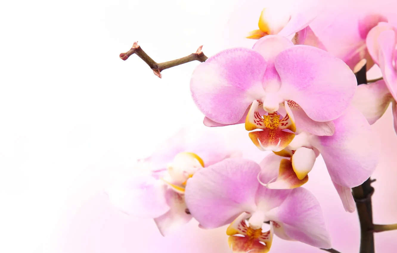Photo wallpaper flowers, tenderness, beauty, petals, orchids, buds, Orchid, pink, flowers, beauty, Phalaenopsis, phalaenopsis, Orchid, petals, tenderness, …