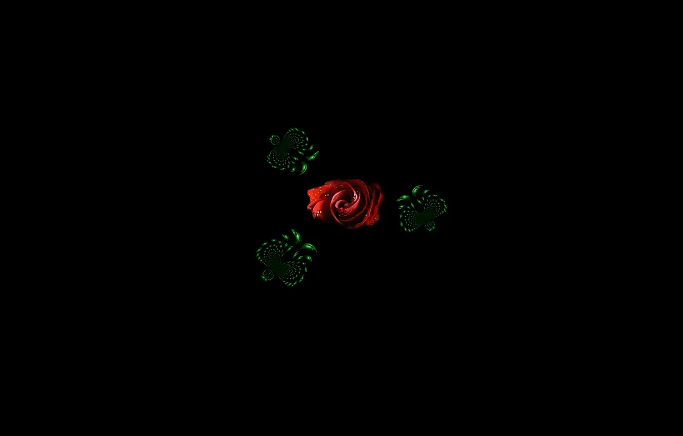Wallpaper red rose, black background, photo manipulation, graphics.  collage, green butterfly images for desktop, section минимализм - download