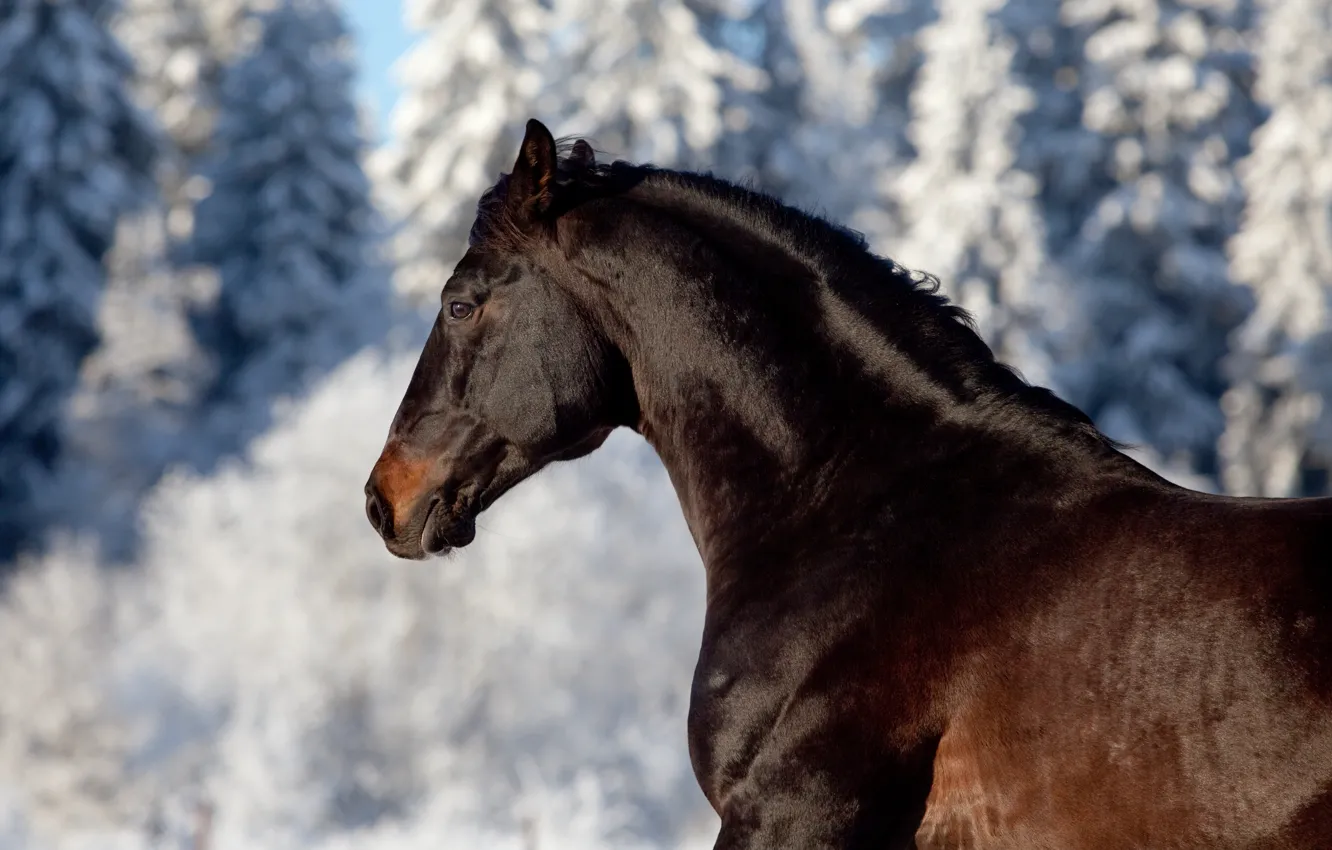 Photo wallpaper horse, horse, profile