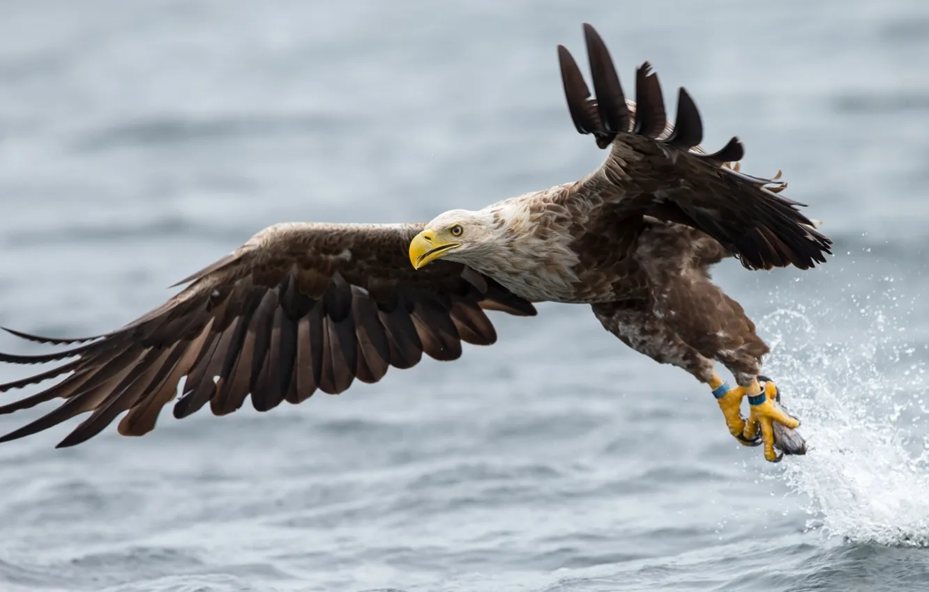 Wallpaper water, bird, wings, the rise, White-tailed eagle images for  desktop, section животные - download