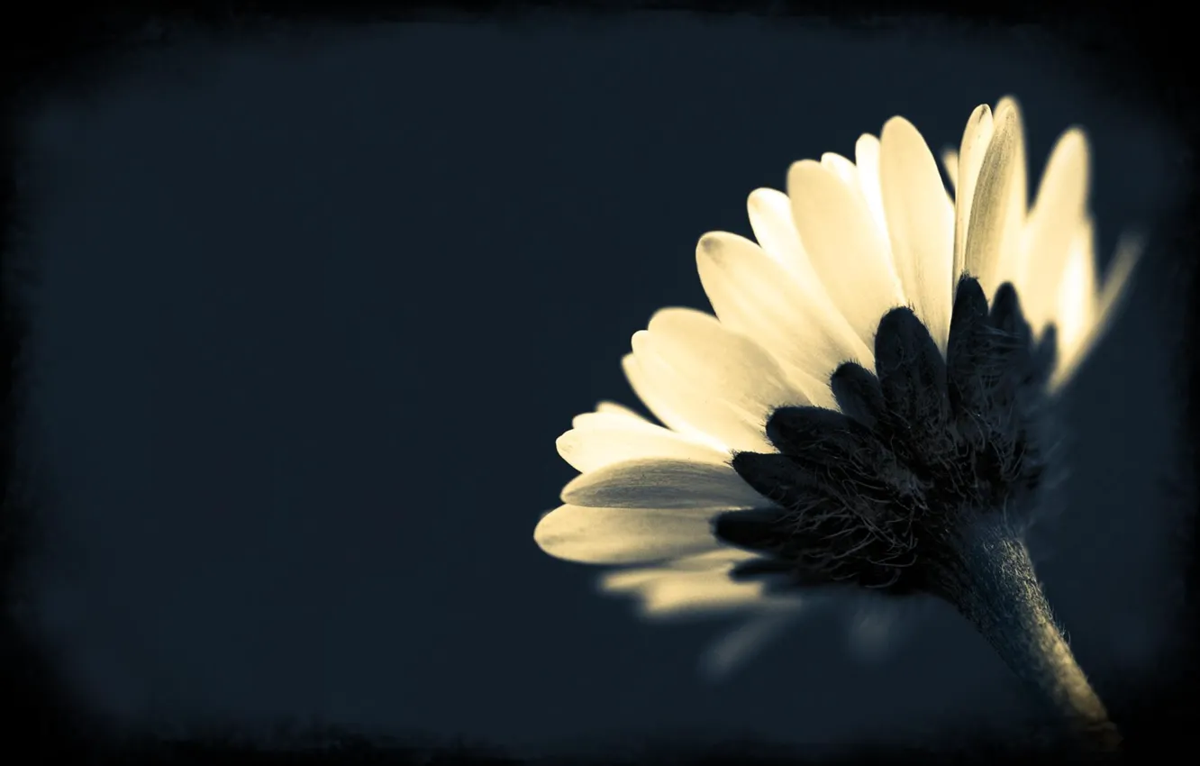 Photo wallpaper flower, macro, photo, background, Wallpaper, plant, black and white, petals