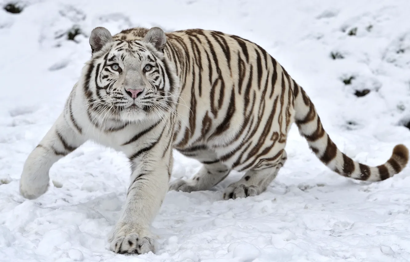 Photo wallpaper winter, snow, tiger, predator
