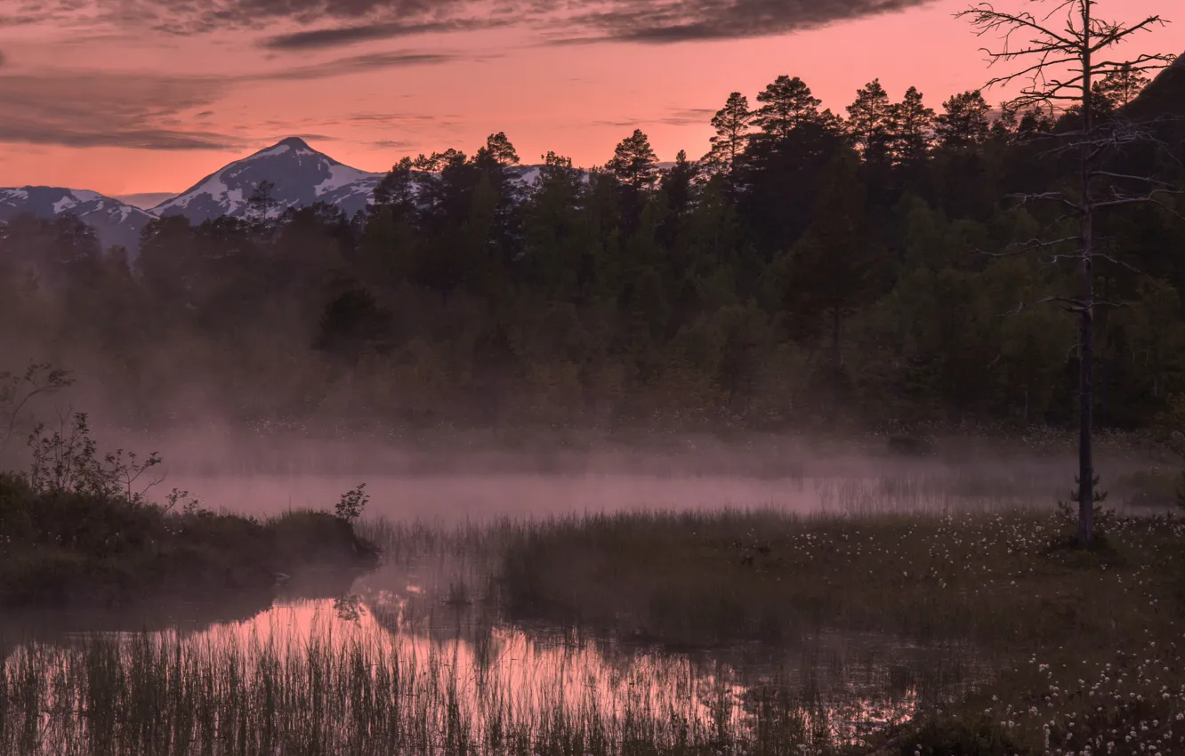 Photo wallpaper forest, trees, mountains, fog, sunrise, morning, Norway, Norway