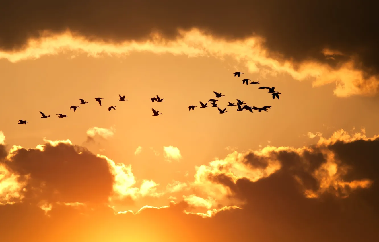Wallpaper the sky, clouds, flight, birds, yellow, nature, background,  Wallpaper, wallpaper, silhouettes, widescreen, background, full screen, HD  wallpapers, widescreen images for desktop, section природа - download