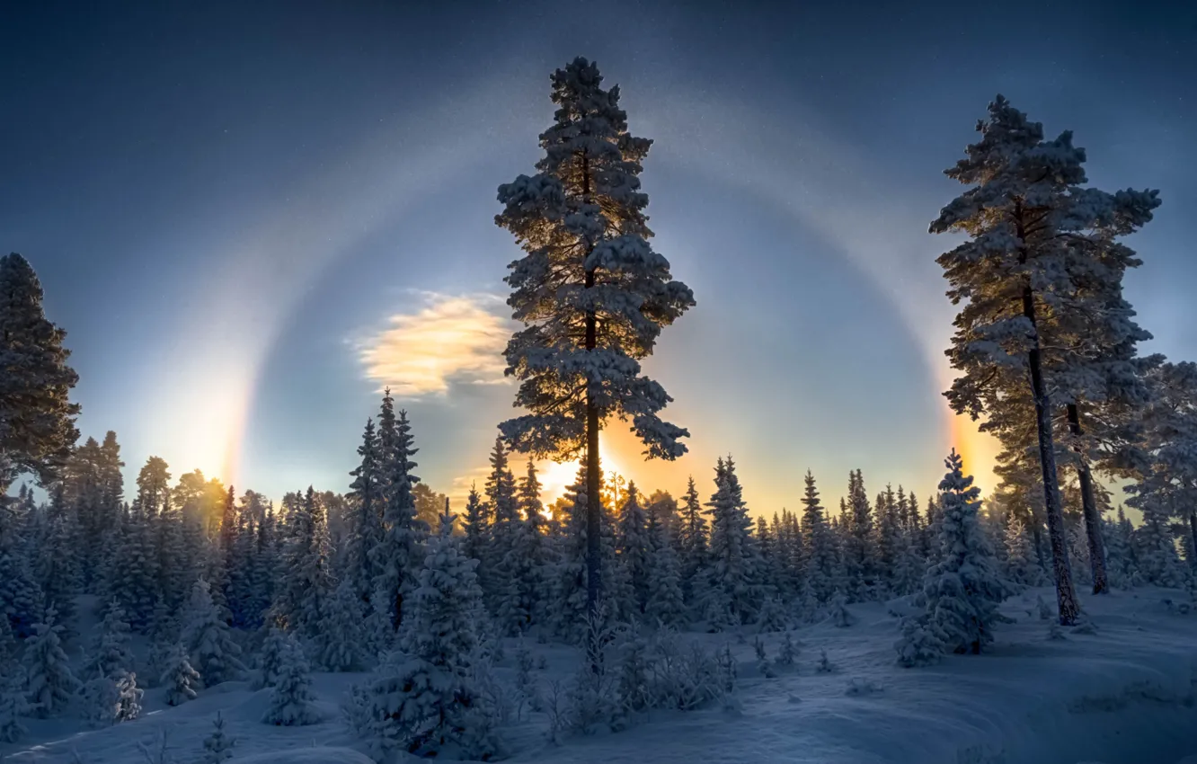 Photo wallpaper winter, forest, snow, nature, pine, halo