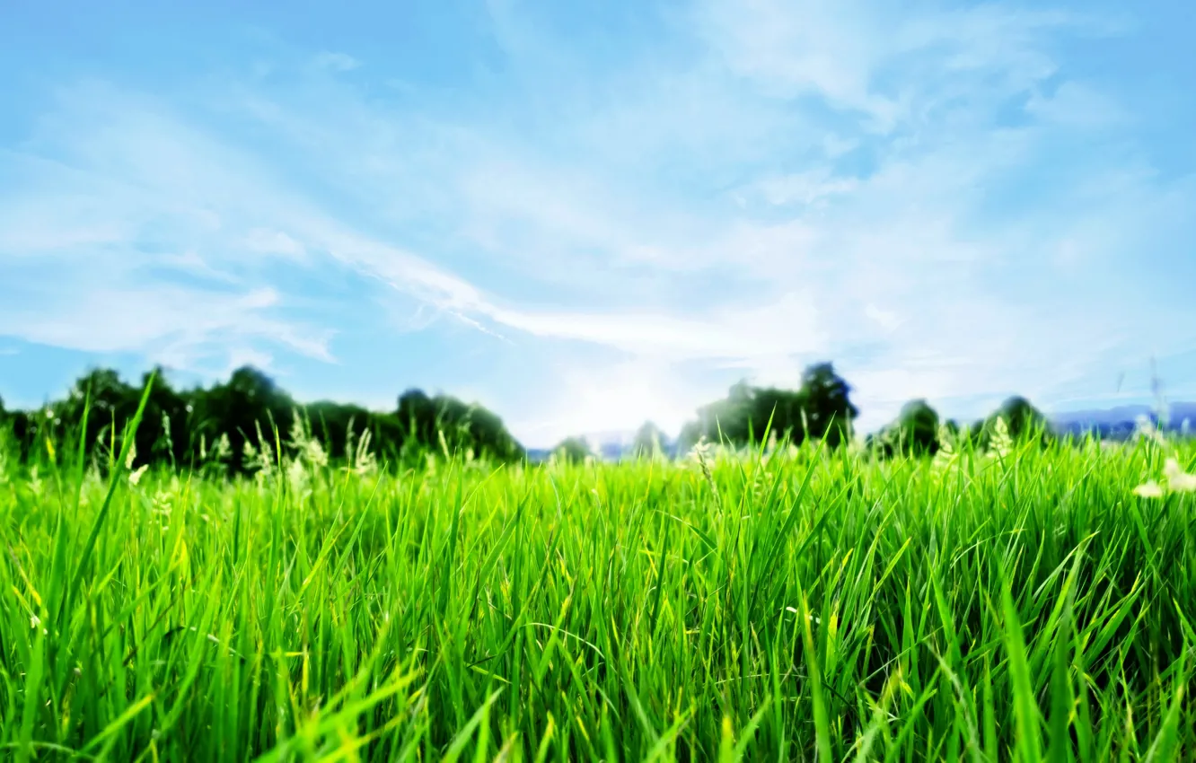 Photo wallpaper grass, spring, horizon