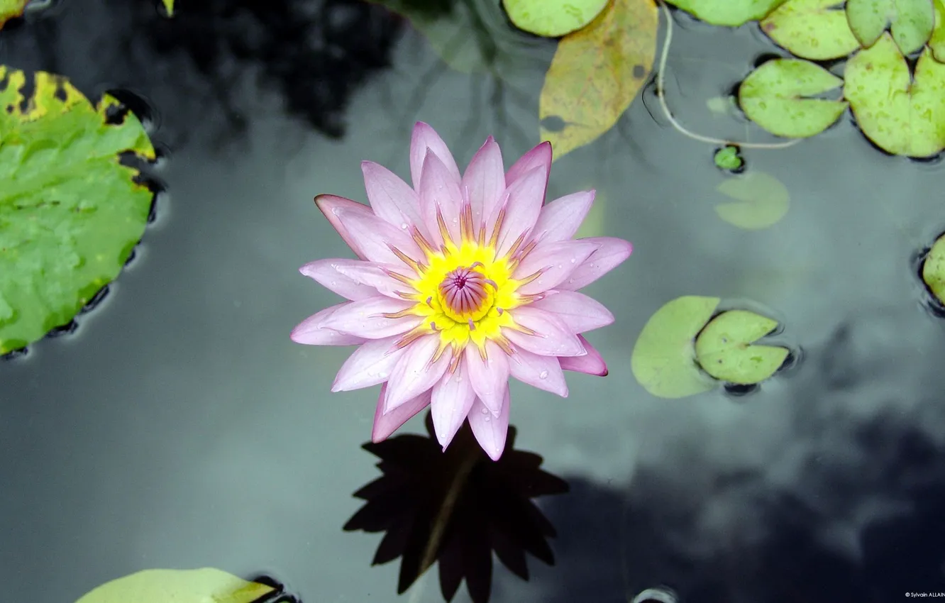 Photo wallpaper flower, water, lake, Lily