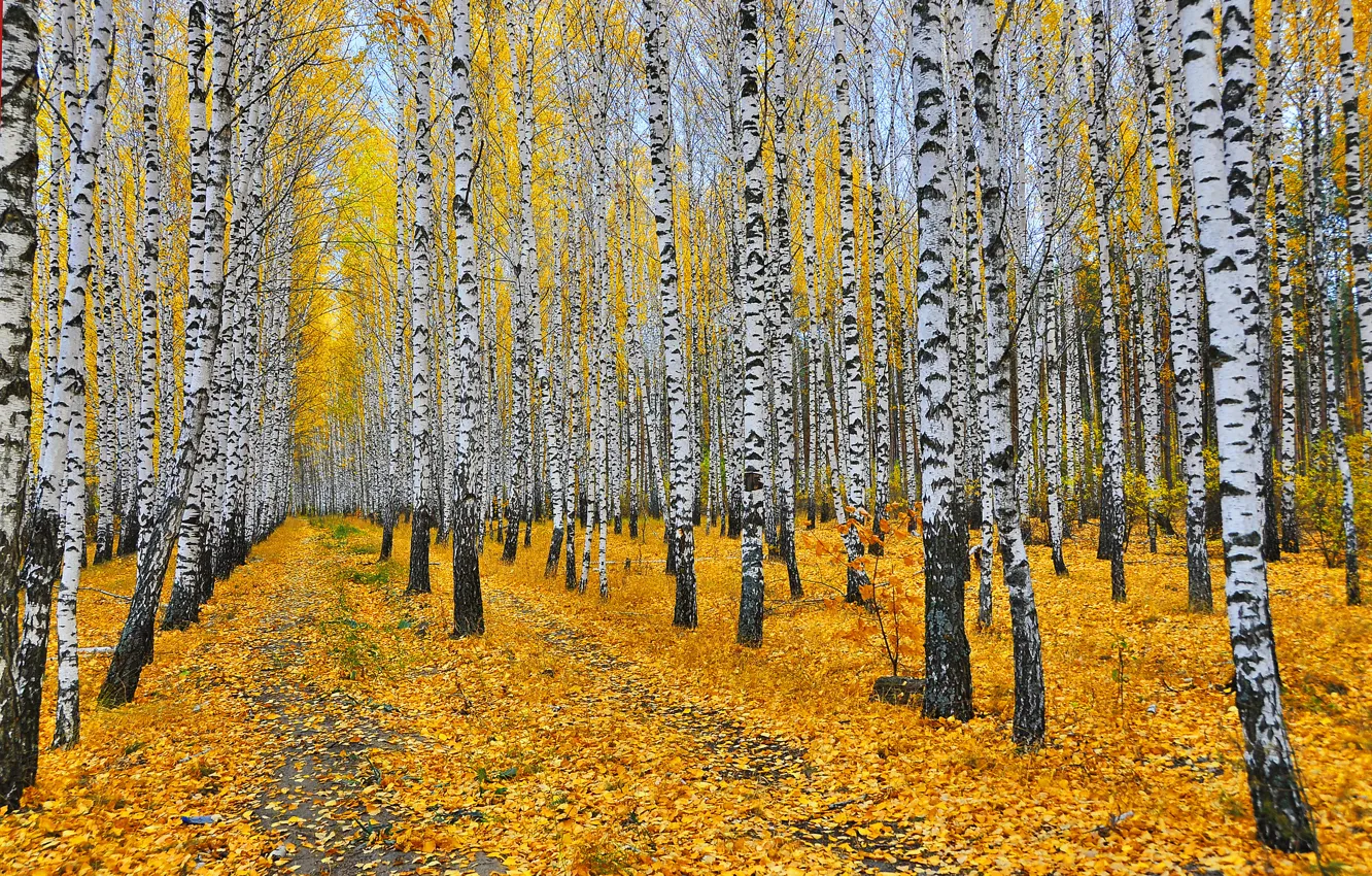 Photo wallpaper autumn, forest, leaves, trees, yellow, birch, grove, paths