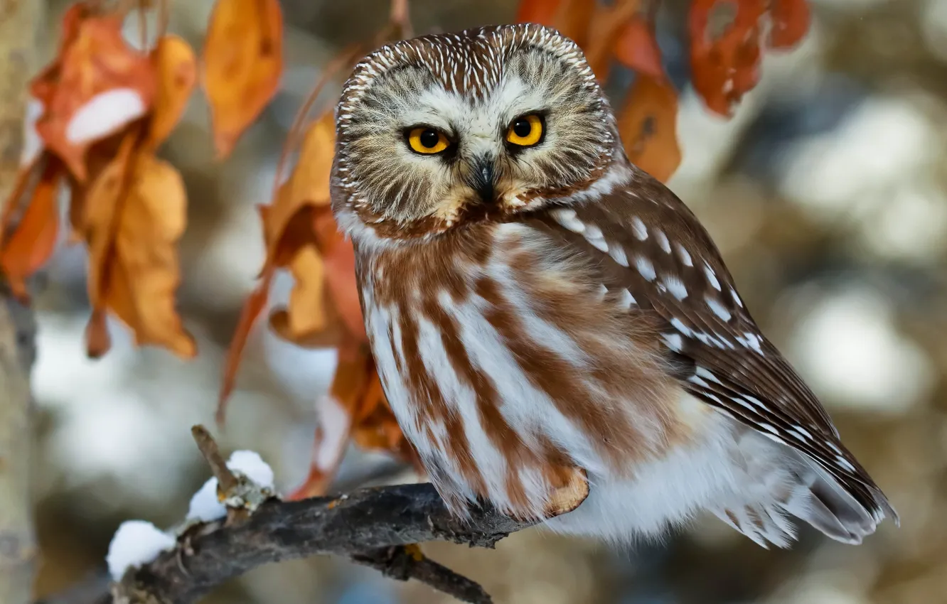 Photo wallpaper look, leaves, owl, bird, branch, North American boreal owl, Tengmalm's owl