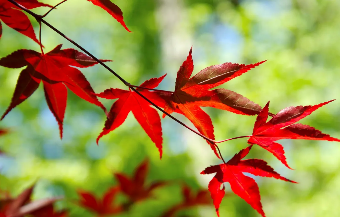 Wallpaper leaves, macro, red, background, tree, widescreen, Wallpaper,  blur, branch, blur, leaf, wallpaper, form, red, leaf, widescreen images for  desktop, section макро - download