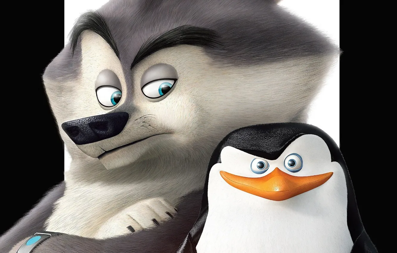 Wallpaper white, black, bird, feathers, cartoon, animal, paws, fur,  eyebrows, gray eyes, bracelet, claws, Skipper, penguin, Classified, graphic  animation images for desktop, section фильмы - download