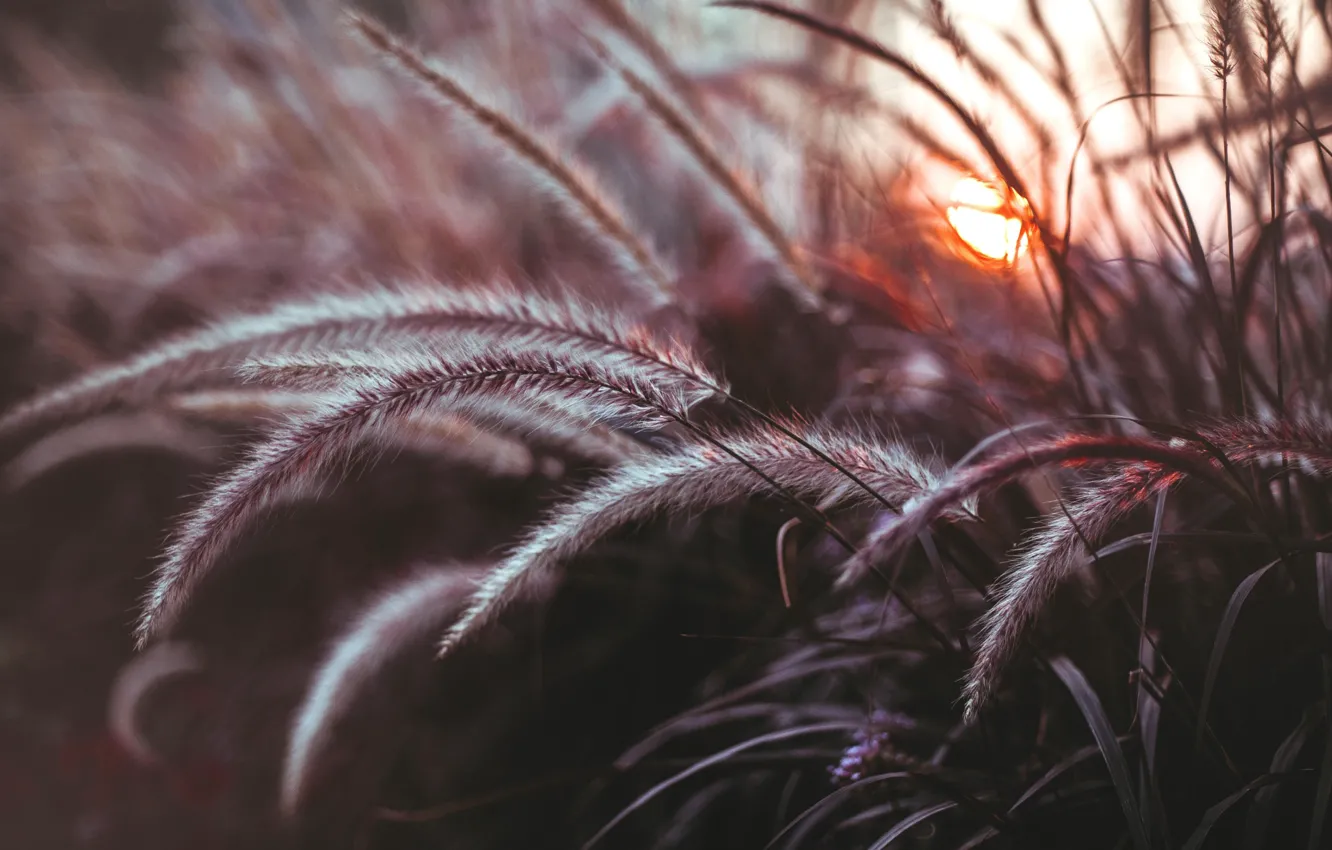 Photo wallpaper grass, macro, light, the evening