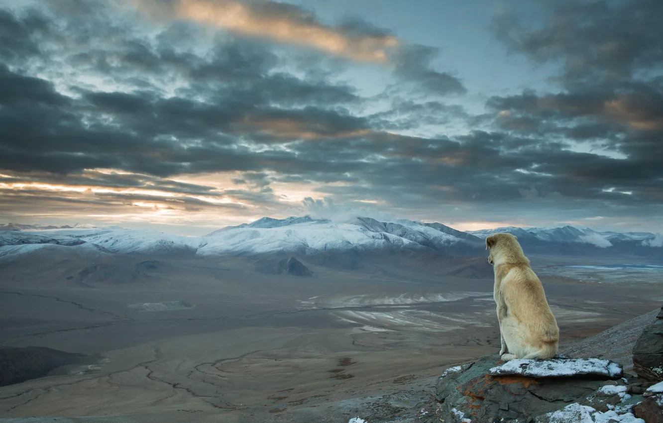 Photo wallpaper Dog, landscape, nature, mountains, clouds, snow, animal, valley