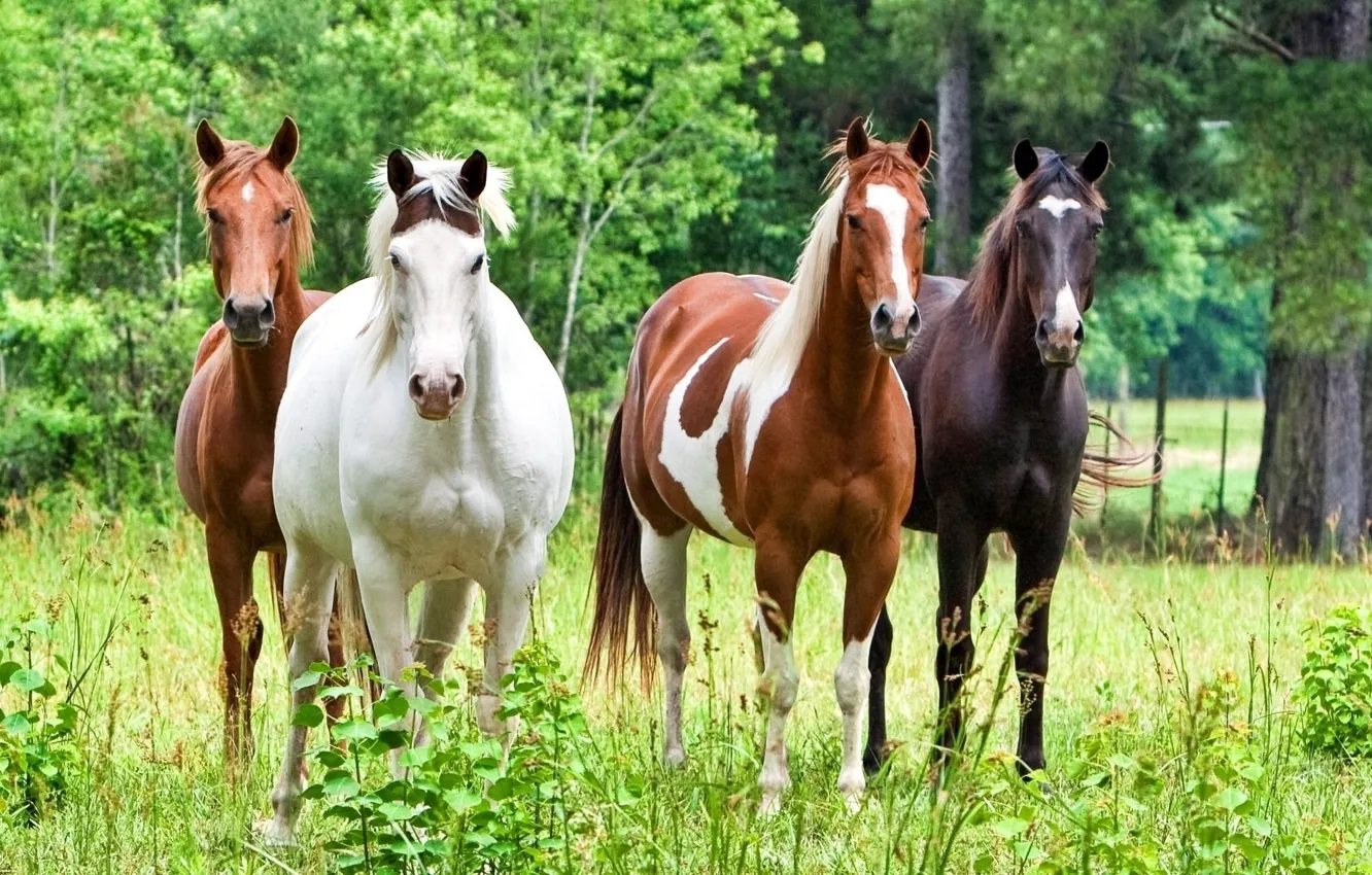 Wallpaper forest, animals, grass, trees, nature, horse, stallion, horses,  horse, beautiful, stallions, horses, horse images for desktop, section  животные - download